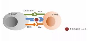 哪些癌症患者用PD-1有效性更高