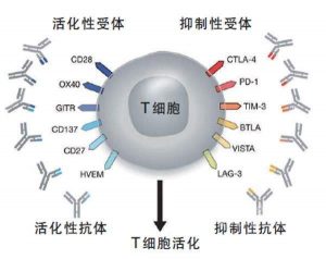 PD-1副作用大不大？