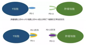 PD-1国内有卖吗？