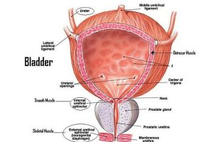 PD-1是怎么治疗膀胱癌的？