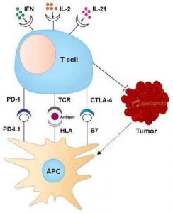 揭示PD-1靶向性肿瘤治疗抗体药物的作用机制