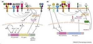 PD-1抗体是不是万能的？