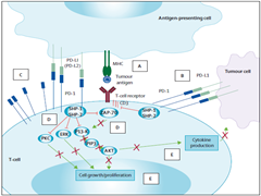 PD-1适应症有哪些？