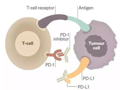 免疫疗法代表药物：PD-1