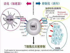 PD-1如何起到癌症治疗功效的
