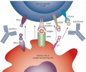 什么是PD-1抗体？