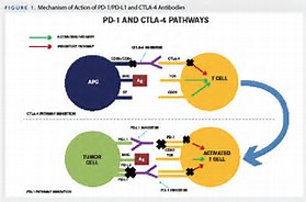 有效治疗新突破，PD-1抑制剂副作用大吗？