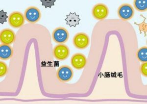 PD-1抑制剂的疗效还与肠道菌群有关？