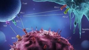 PD-1抗体如何使用？