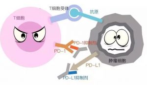 PD-1抑制剂治疗与传统化疗、小分子靶向治疗相比的优势、局限有哪些?