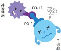 PD-1的治疗机理是什么？